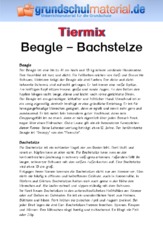 Beagle - Bachstelze.pdf